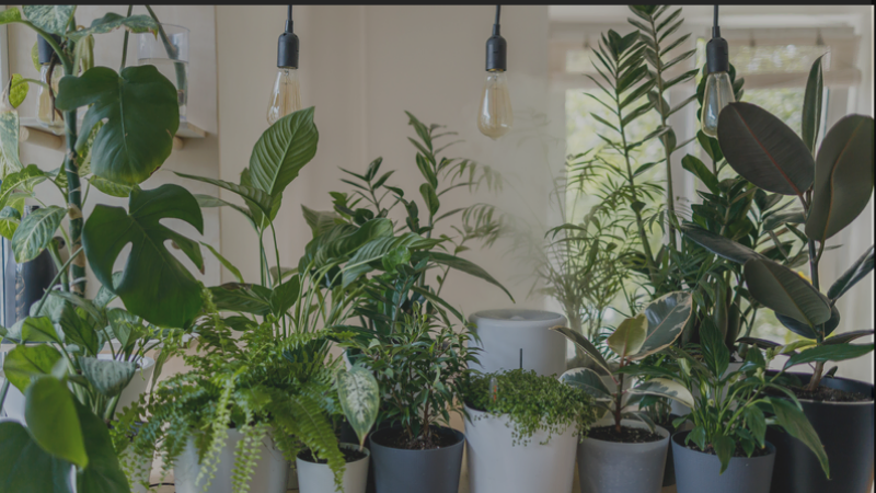 Houseplants that work in small spaces